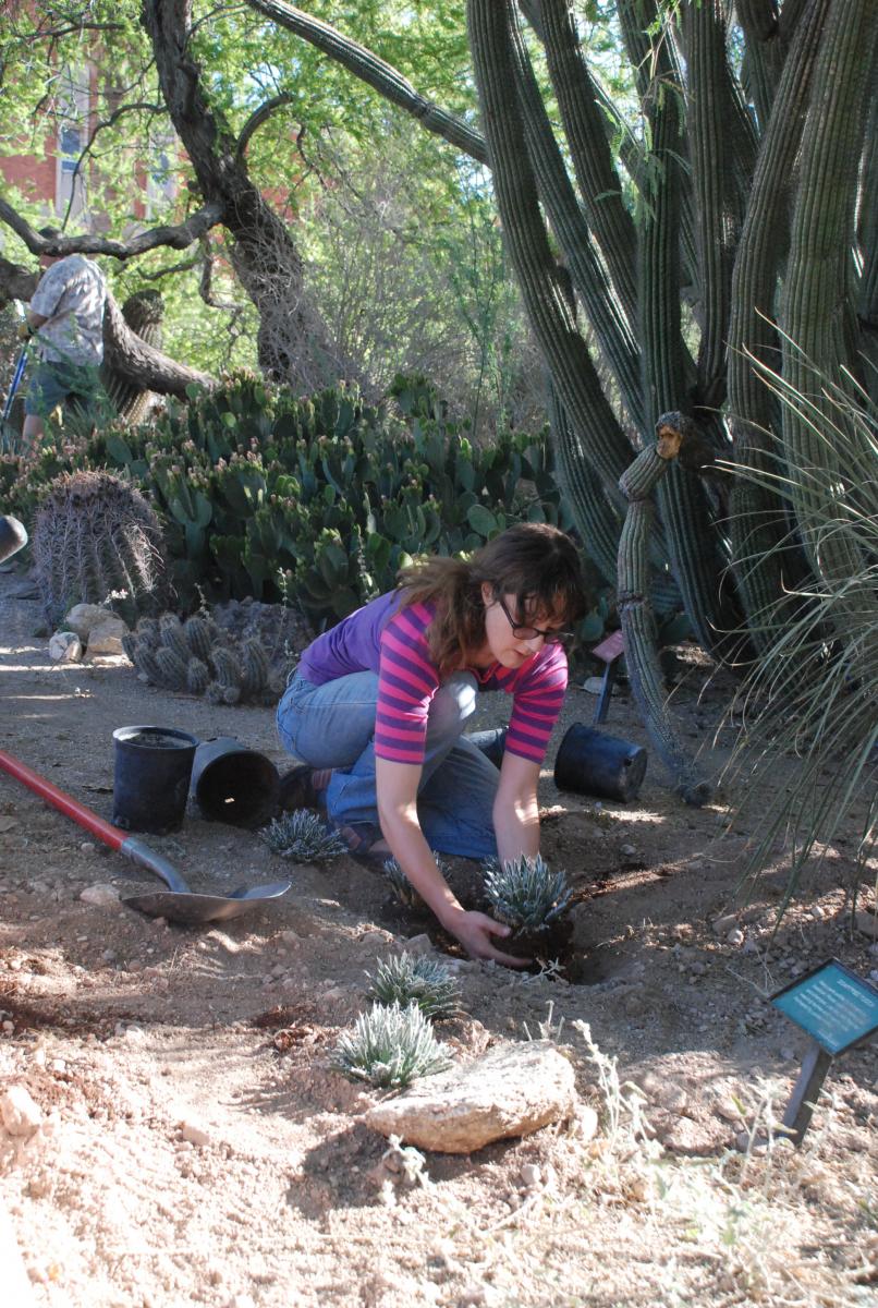 Campus Arboretum Student Worker Tracey Till installing cacti in the JWG.