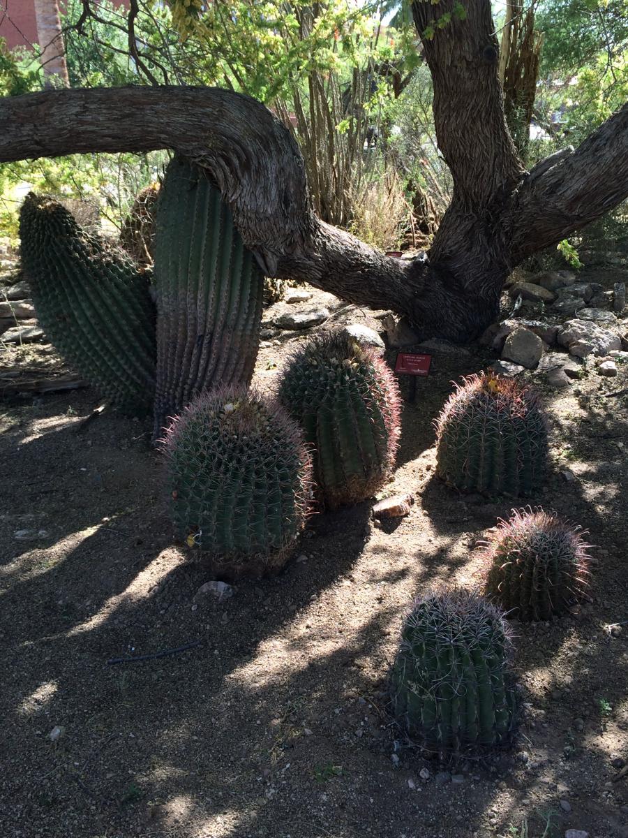 A new set of barrel cacti round out an existing family under the catclaw acacia.