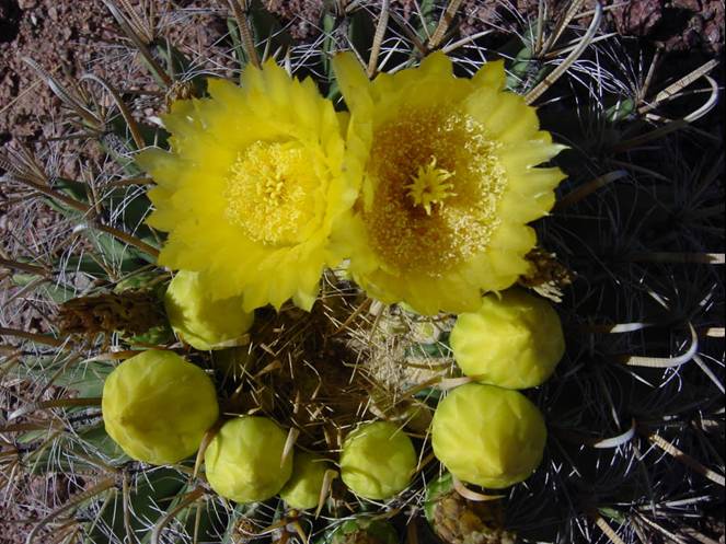 Cactus species