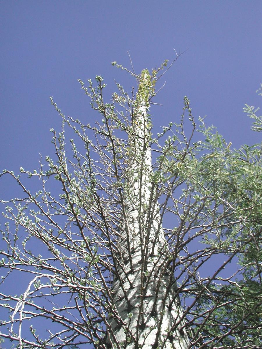 Boojum - Fouquieria columnaris