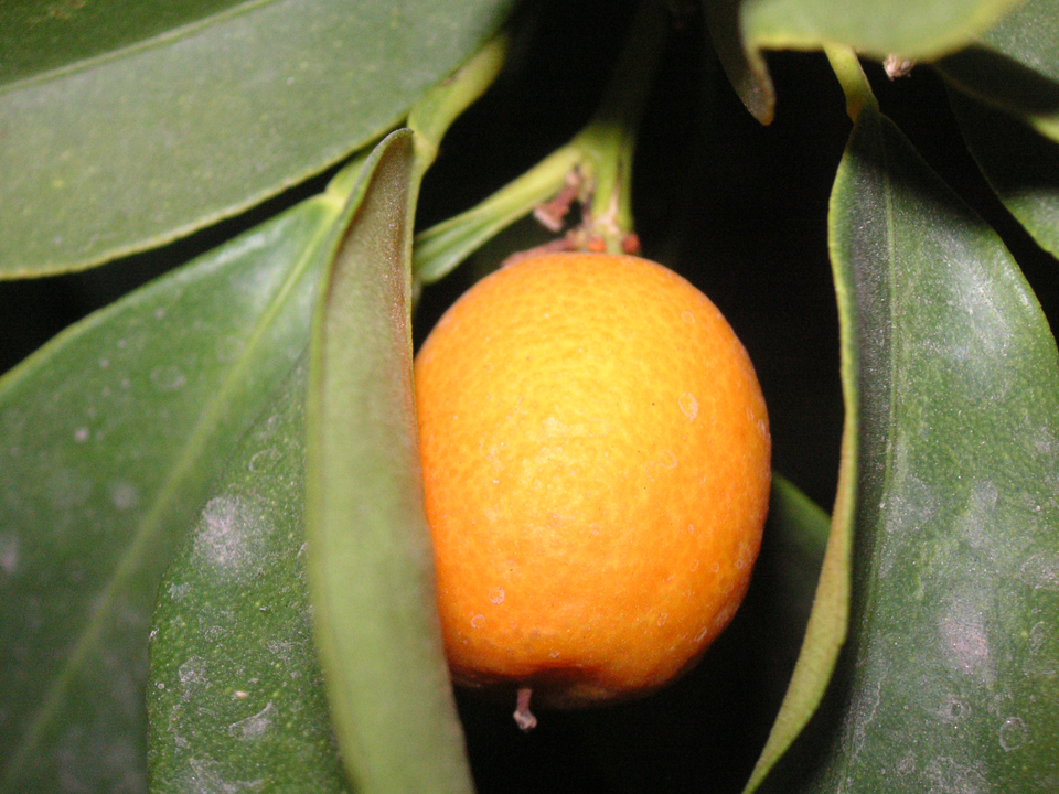 Citrus aurantium. border-style: solid; padding: 5px
