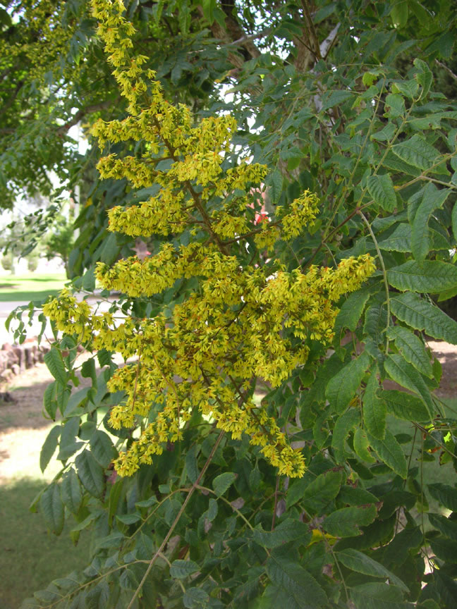 Golden Rain Tree - Koelreuteria panniculata