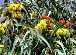 Red cap gum - Eucalyptus erythrocorys