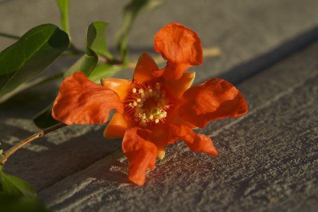 Punica grantum bloom