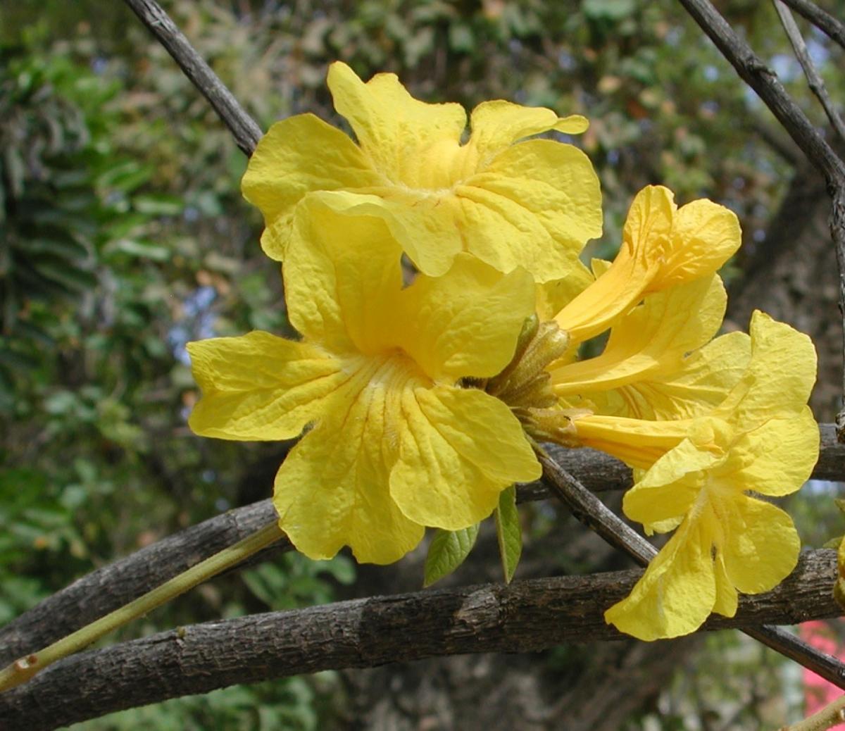 Tabebuia chrysotricha. border-style: solid; padding: 5px