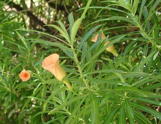 Yellow oleander - Thevetia peruviana