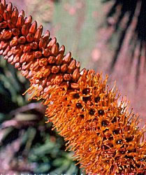 Aloe castanea. border-style: solid; padding: 5px