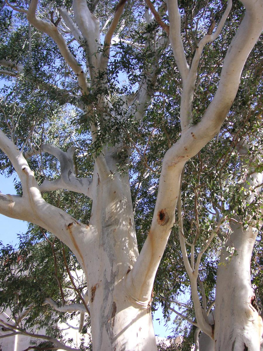 Trees Around The World Tour EUCALYPTUS University Of Arizona Campus 