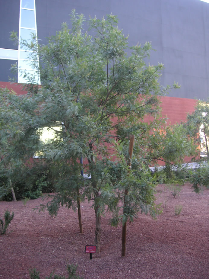Kidneywood A Native Tree, Small Patio Trees For Arizona