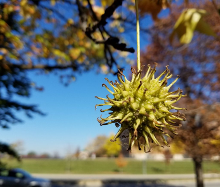 Liquidambar Fruit