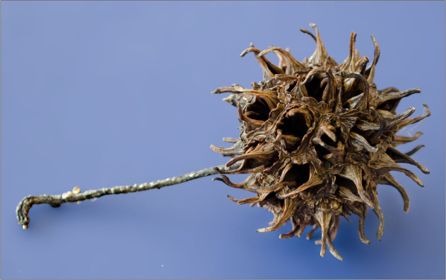 Liquidambar Fruit Dry