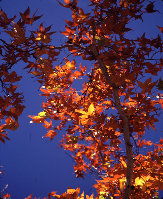 Liquidambar Leaves