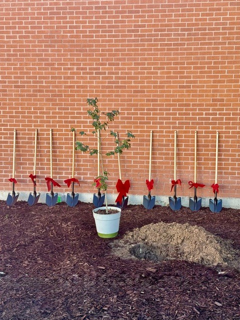 Newly Transplanted Seedling