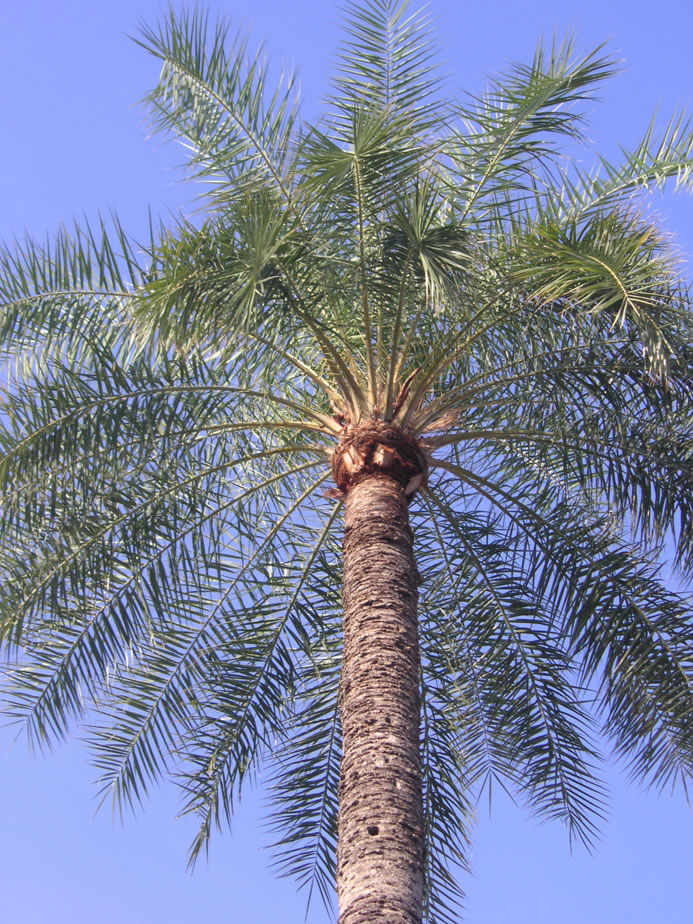 Palms on the University of Arizona Campus 