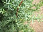 Cupressus arizonica var. glabra