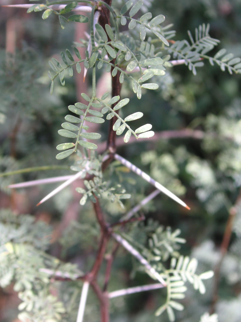 Snyder Preserve - Acacia Constricta | University Of Arizona Campus ...