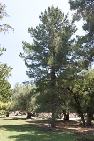 Pinus eldarica 