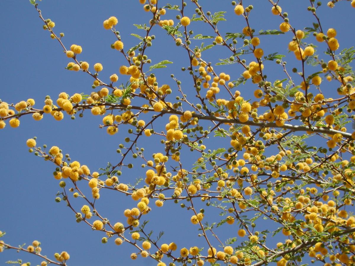 Flowers of sweet acacia. border-style: solid; padding: 5px