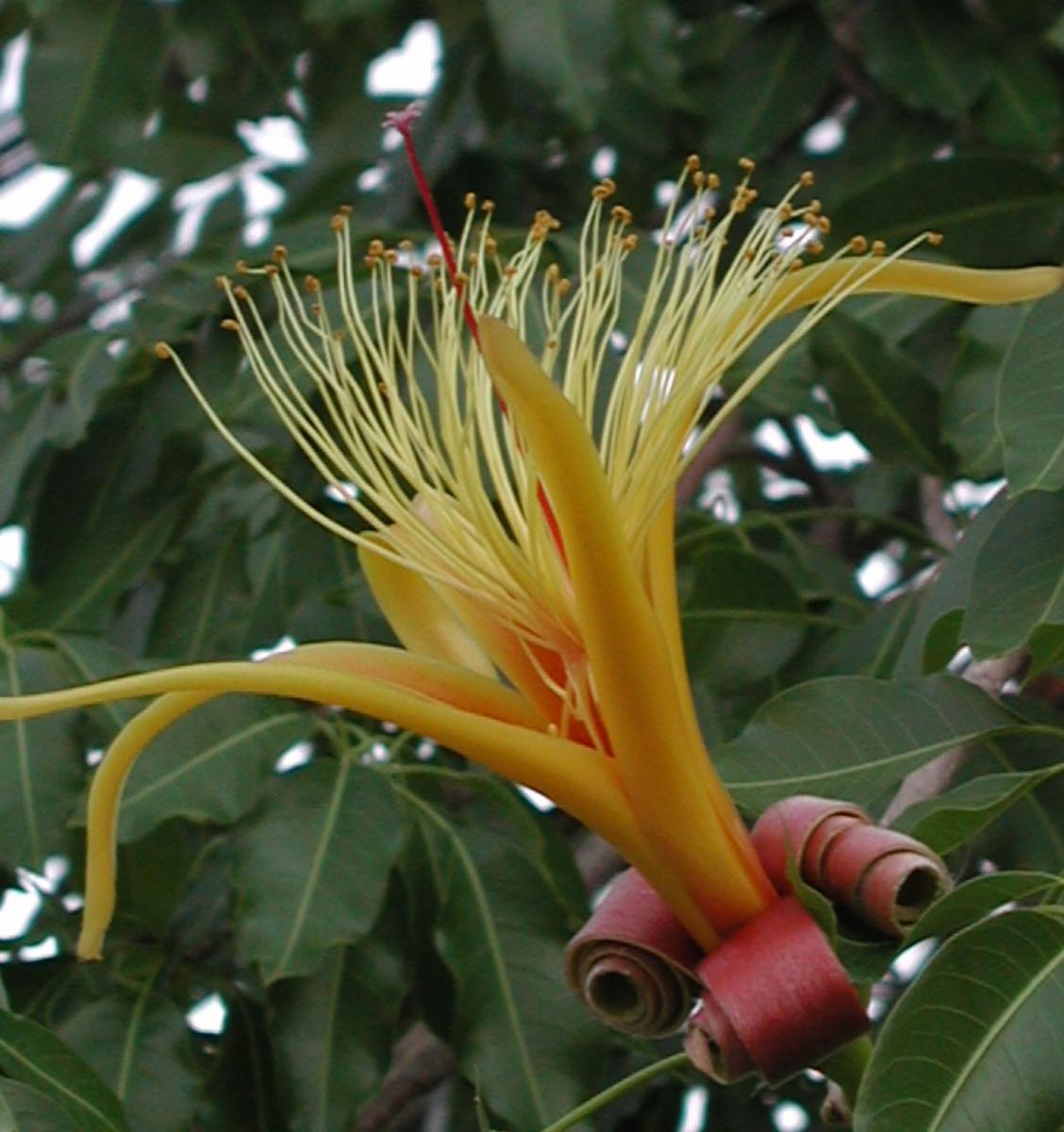 African baobab - Adansonia za