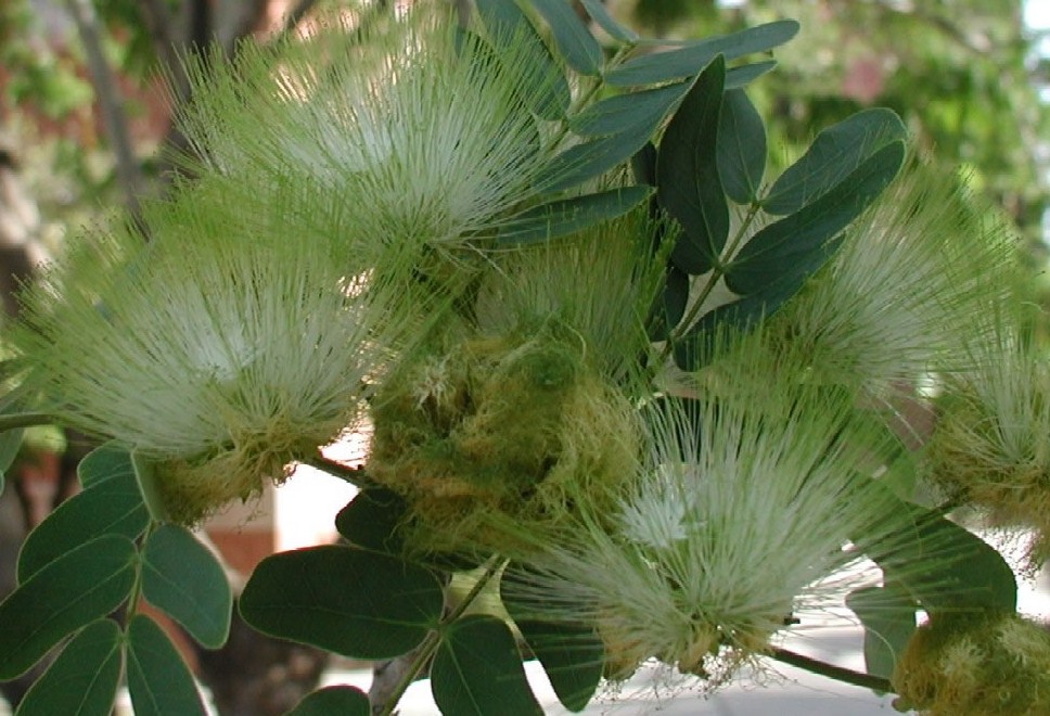 Albizia lebbeck