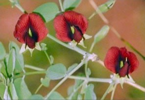 Brogniartia alamosana