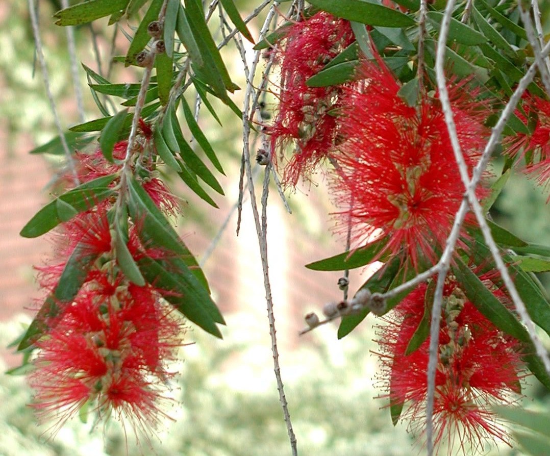 Callistemon citrinus