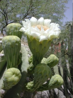 Carnegiea gigantiea