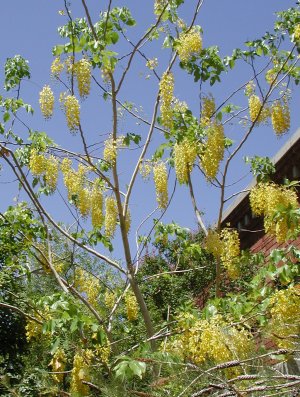 Cassia fistula