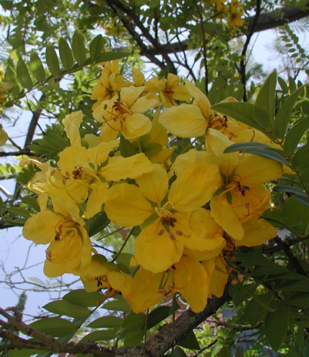 Senna spectabilis