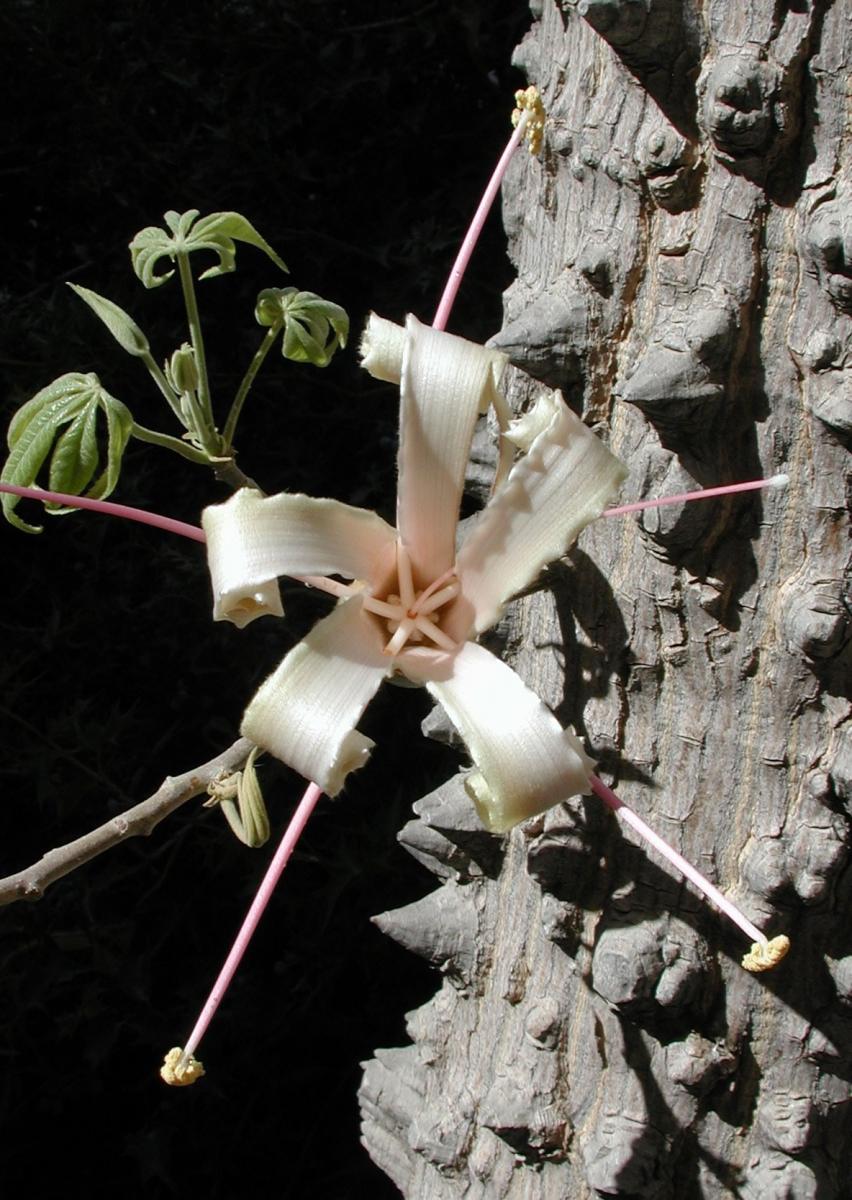 Ceiba acuminata