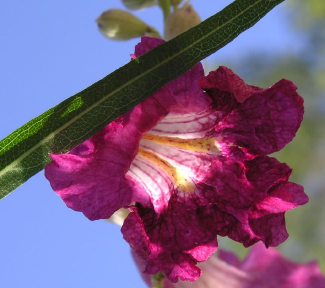 Chilopsis linearis