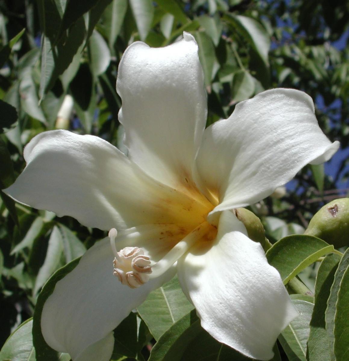 Floss silk tree with white or yellow flowers. border-style: solid; padding: 5px