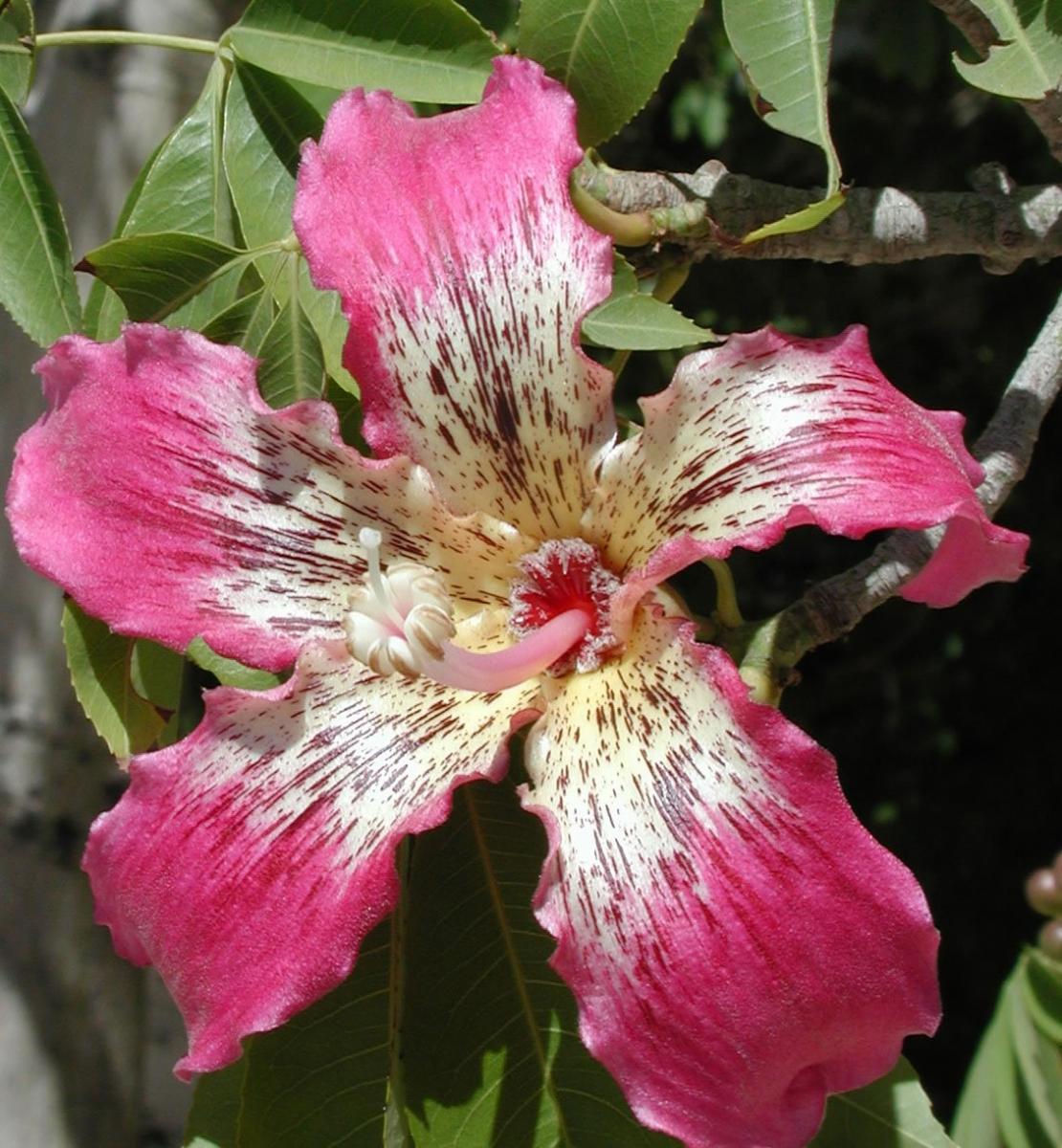 Floss silk tree with pink flowers. border-style: solid; padding: 5px