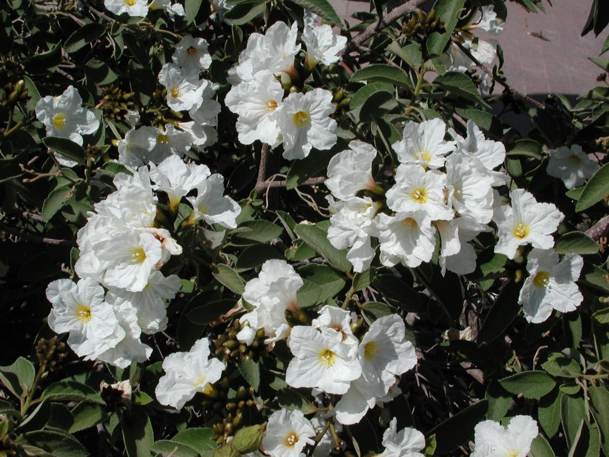 Texas olive - Cordia boissieri