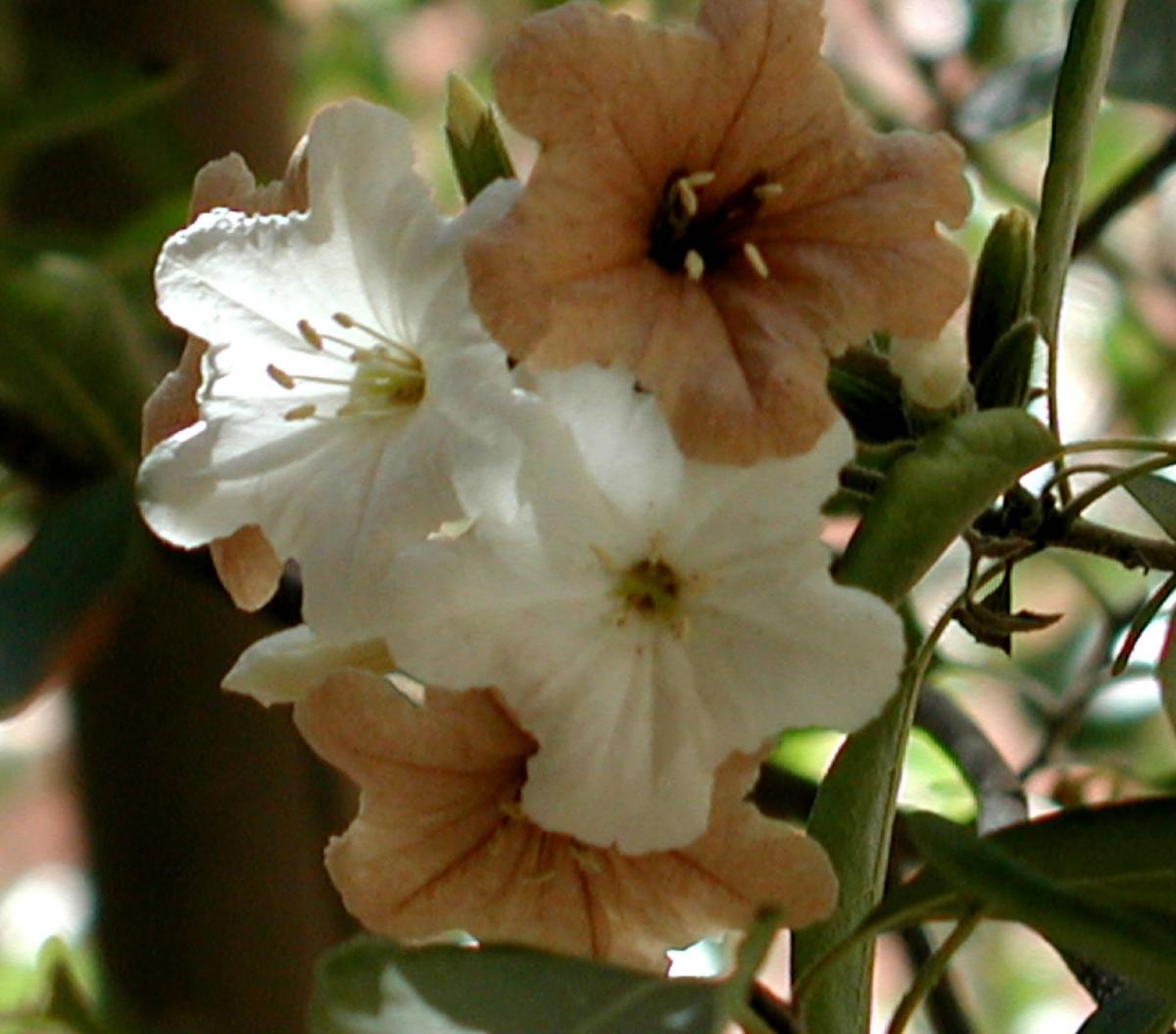 Cordia sonorae