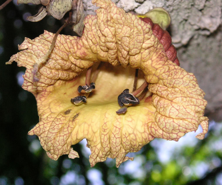 Calabash Tree - Crescentia alata