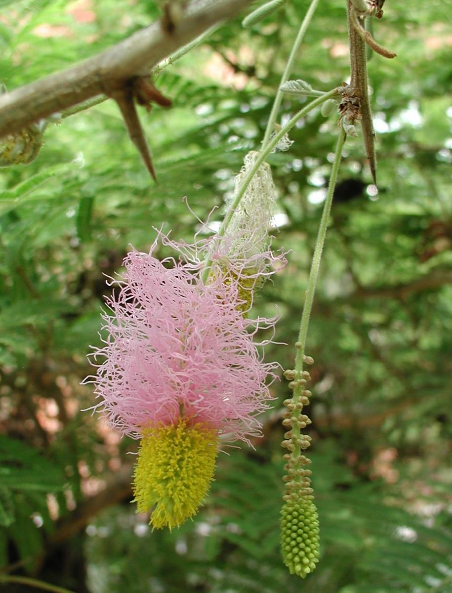 Dichrostachys cinerea