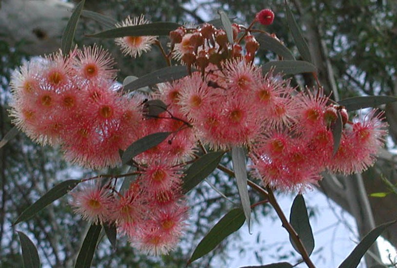 Coral gum - Eucalyptus torquata