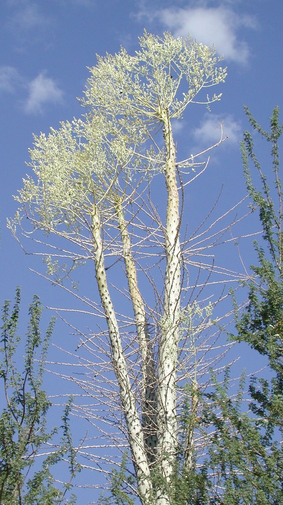 Boojum trees. border-style: solid; padding: 5px