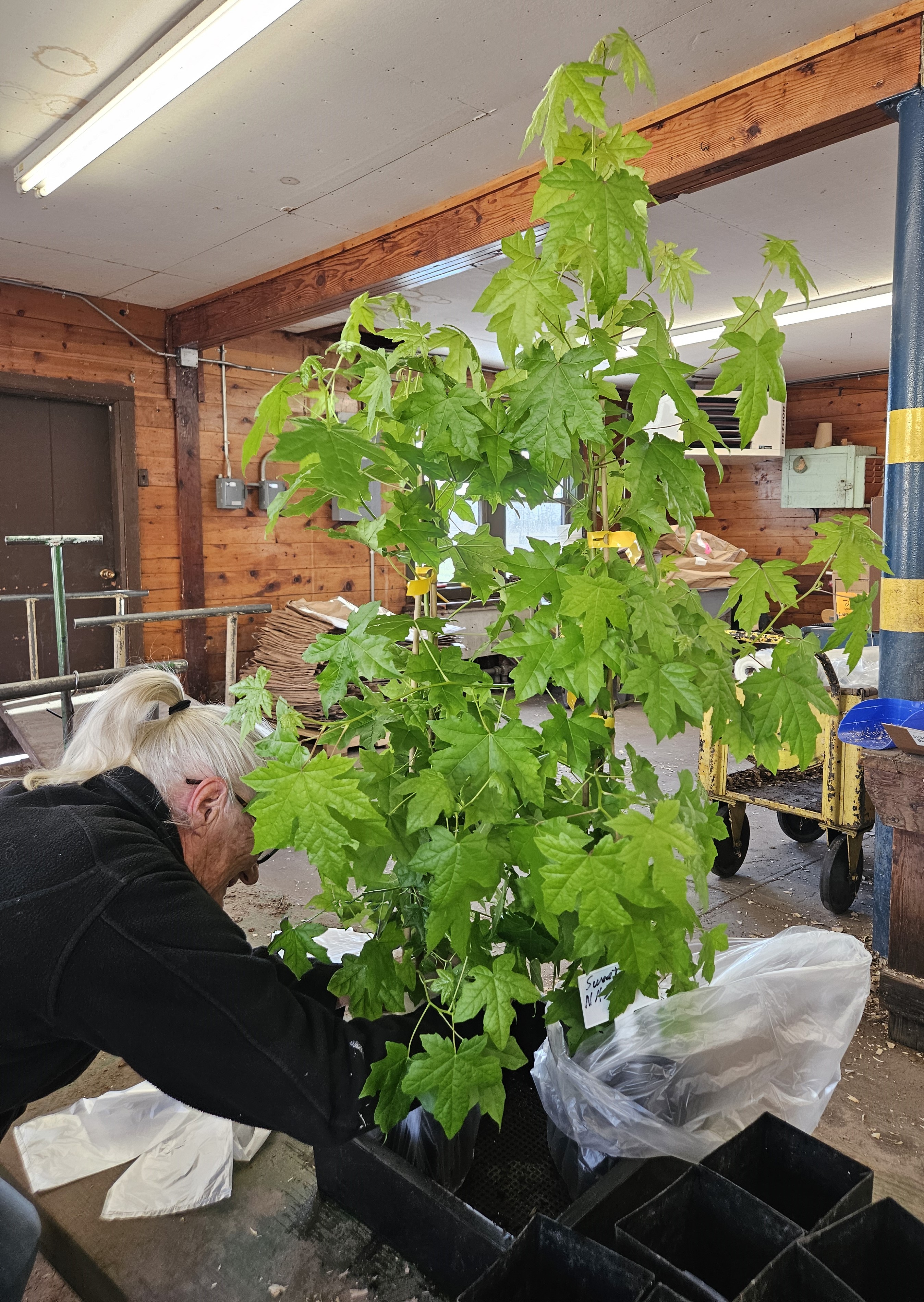 NASA Packs A Moon Tree for Shipping