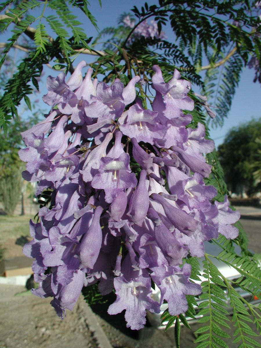 Jacaranda - Jacaranda mimosifolia