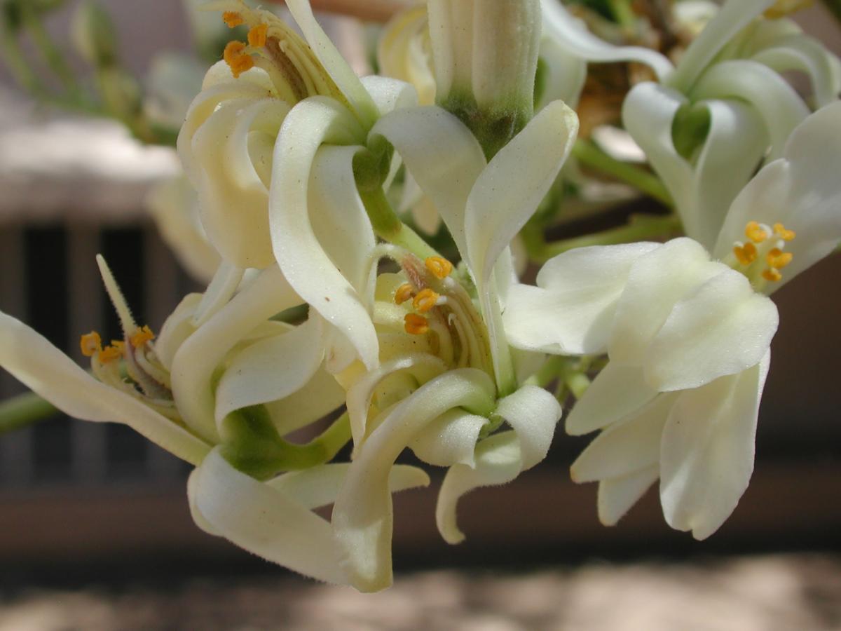 Moringa oleifera
