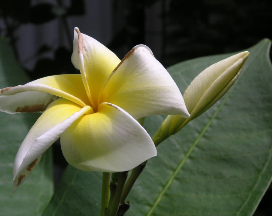 Plumeria or Frangipani - Plumeria rubra
