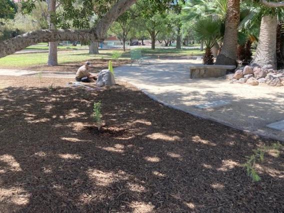 Work in progress on the pond by the UA Grounds Services Staff.