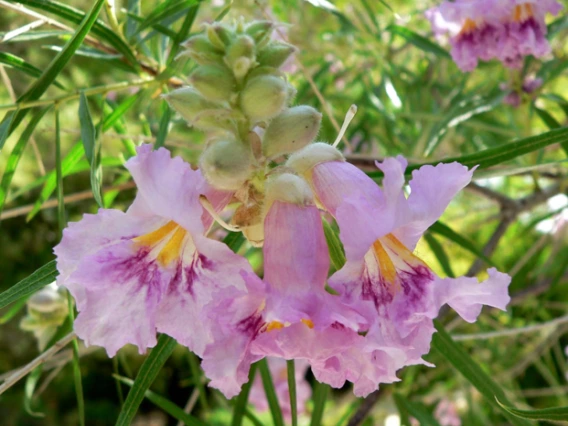 desert willow