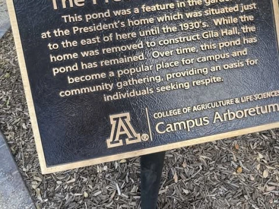pond bronze
