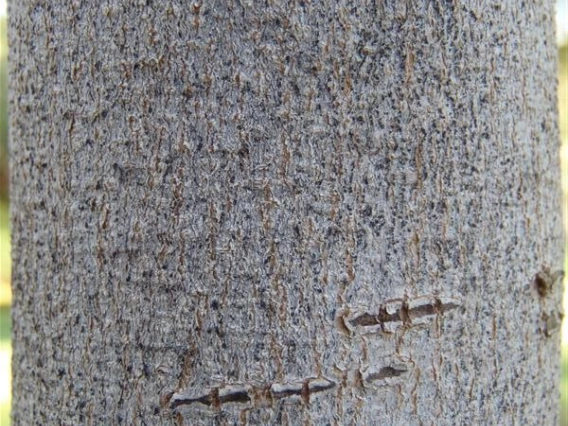 cersil