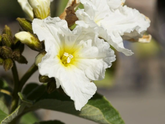 Cordia boissieri