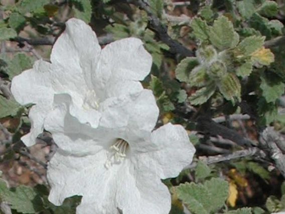 Cordia parviflora