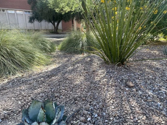 Agave 'Black and Blue'
